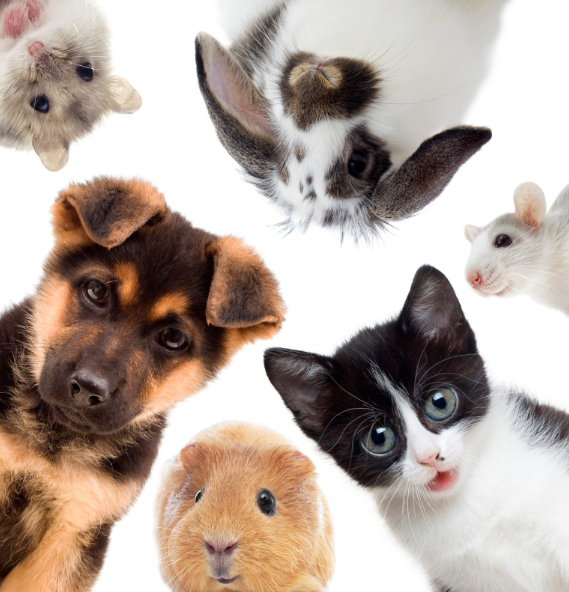 Cuidados Esenciales para Mascotas Recién Adoptadas: