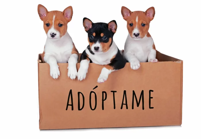 Beneficios de Adoptar una Mascota: Un Acto de Amor y Generosidad