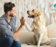 Entrevistas con Expertos en Adopción y Cuidado de Mascotas: Sabiduría de Voces Autorizadas